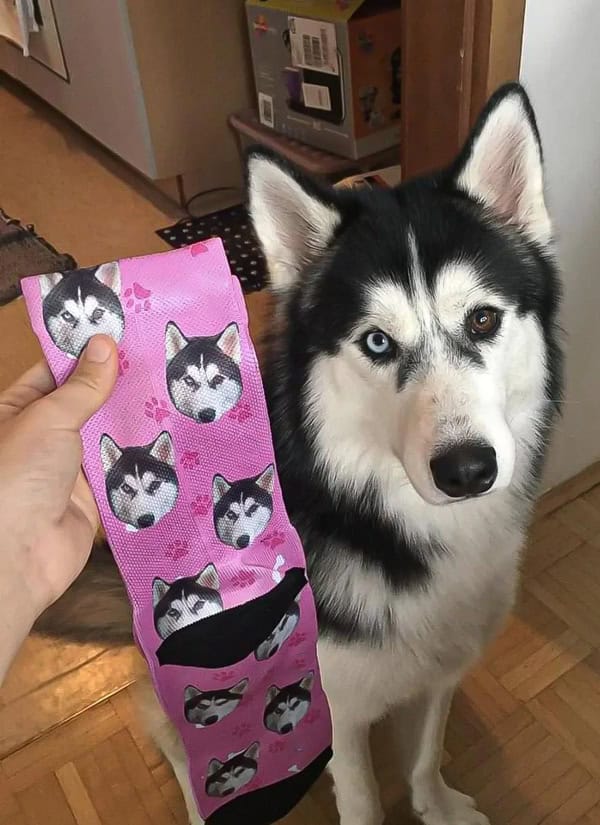 Pet Face Socks Example