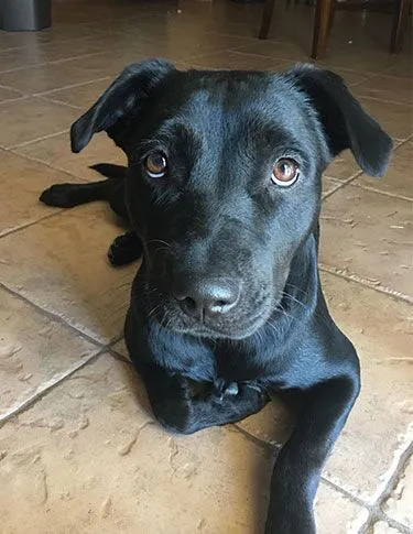 pet portrait good